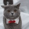 Catoffical